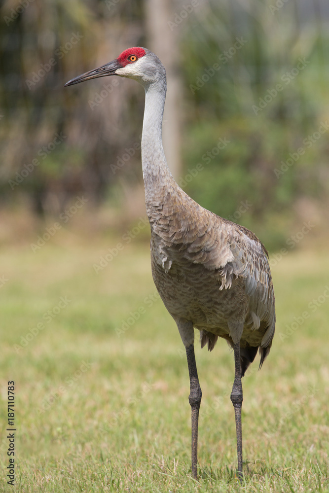 Sandhill crane (Grus canadensis), Florida, United States