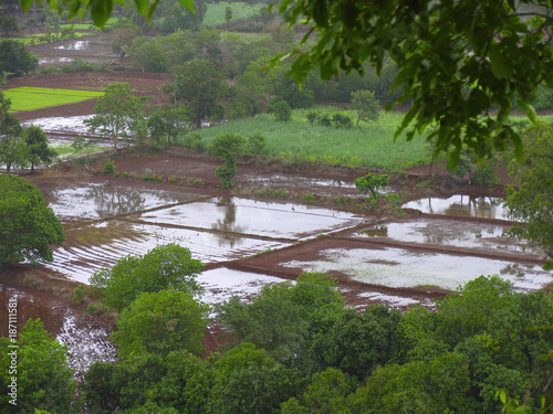 Paddy fields, before cultivation photo