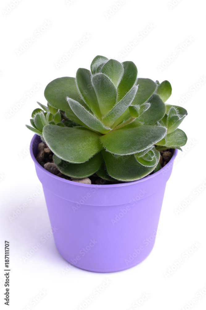 Crassula tomentosa (woolly crassula) Crassula tomentosa (woolly crassula)