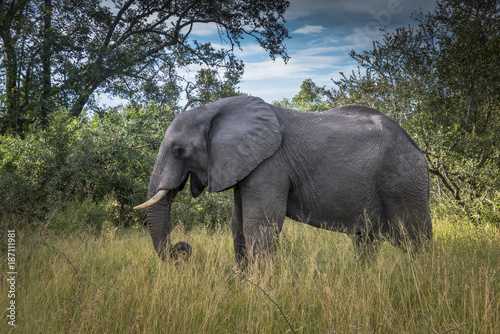 wild animal elephant in kruger national parc