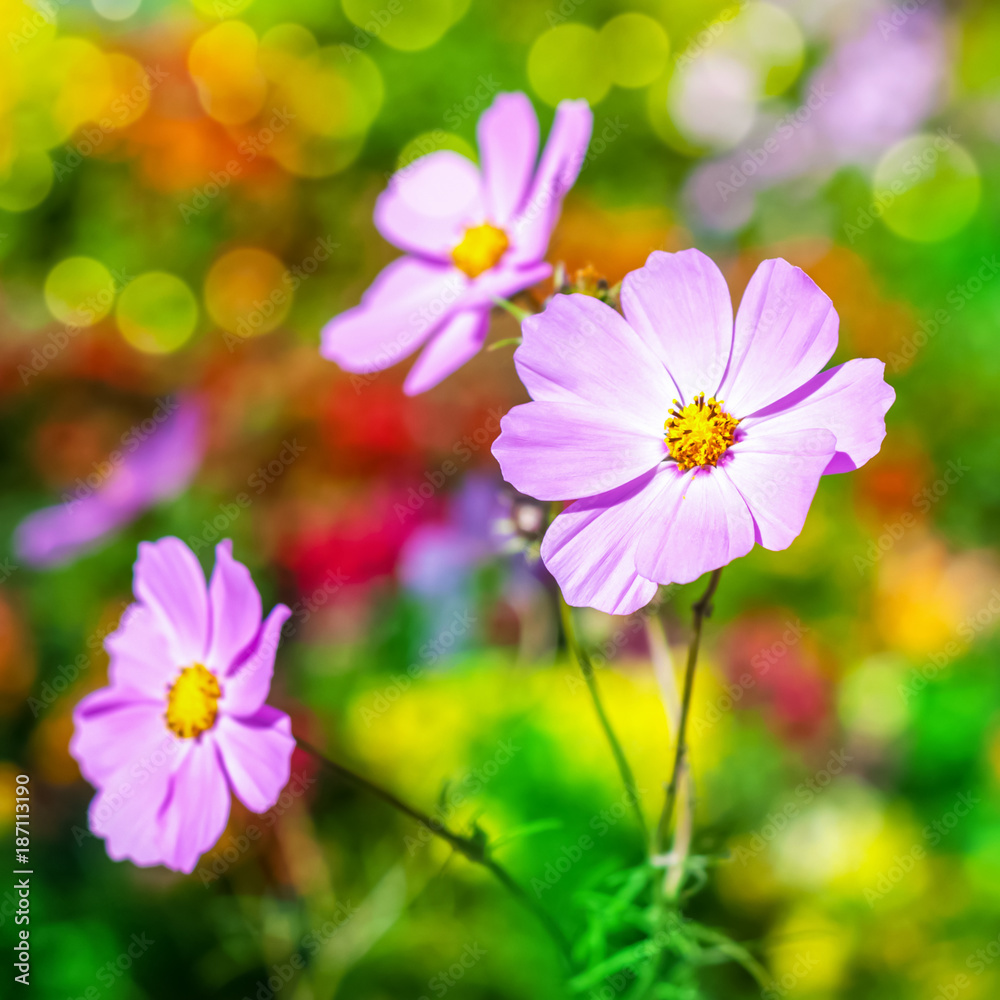 Fototapeta premium Flowers in garden