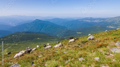 High in the mountains shepherds graze cattle on the background of the Carpathians landscape. Landscape video. Nature video. 4K, 3840*2160, high bit rate, UHD