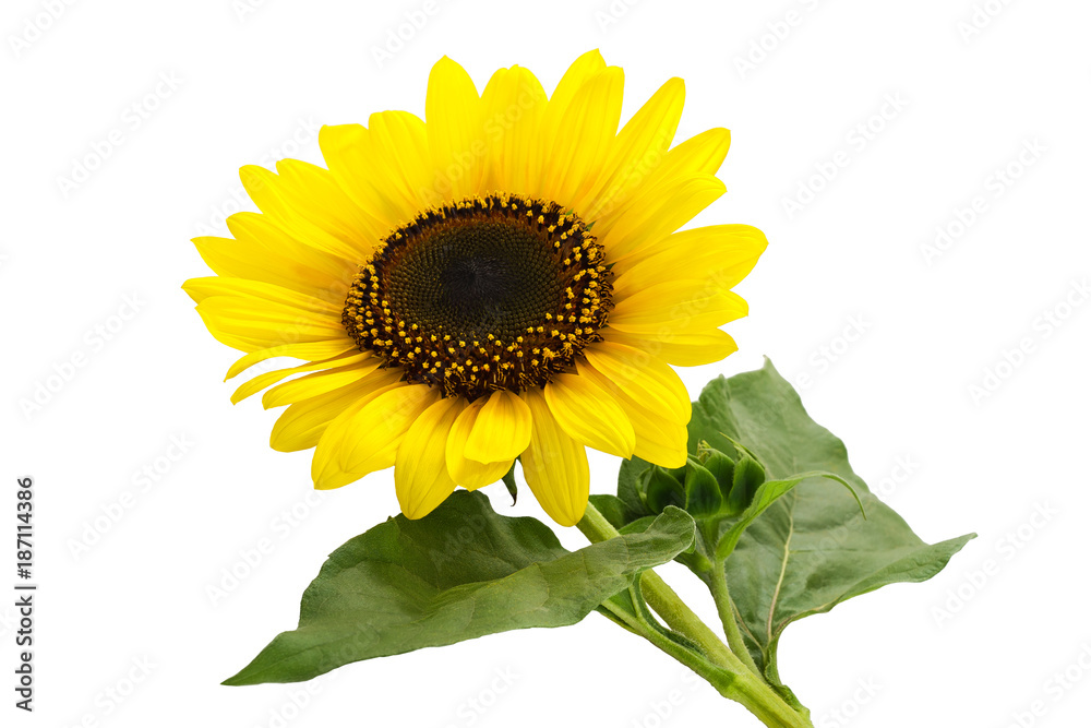 Naklejka premium sunflower plant isolated