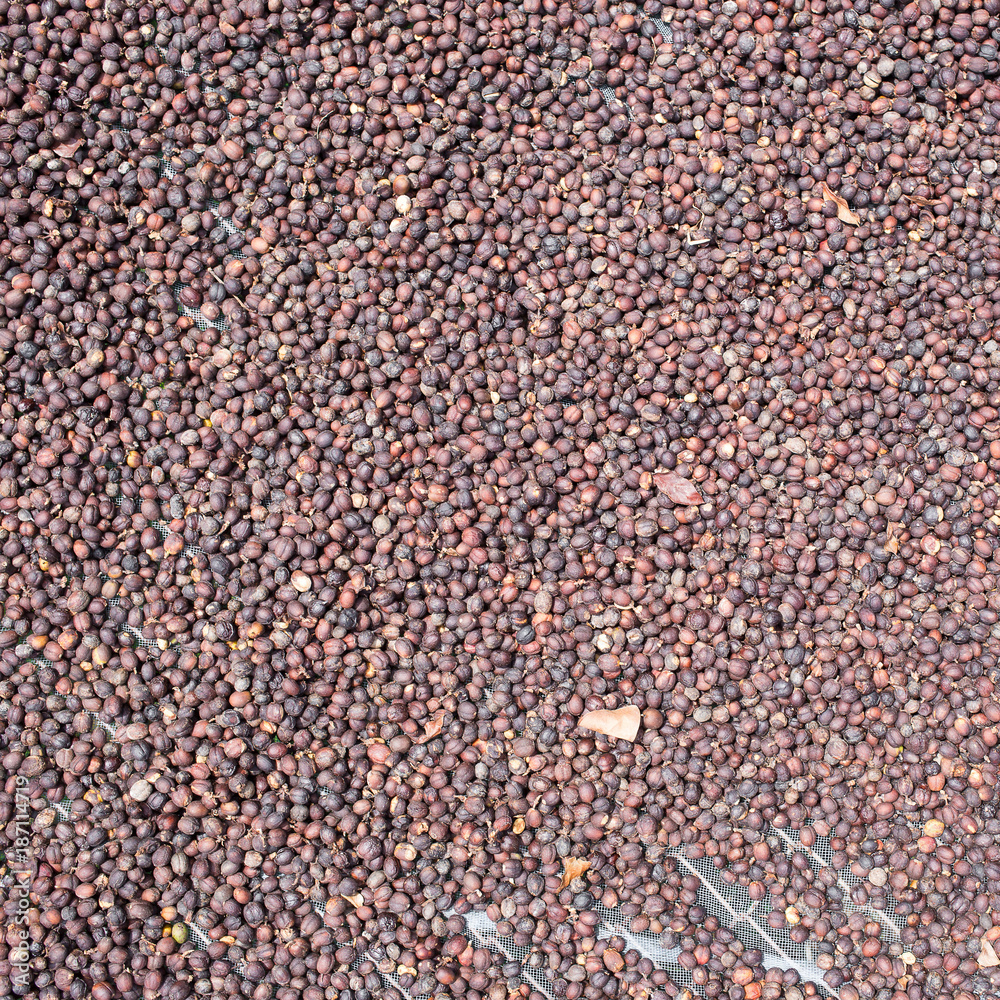 Drying coffee beans in hands under the sun.
