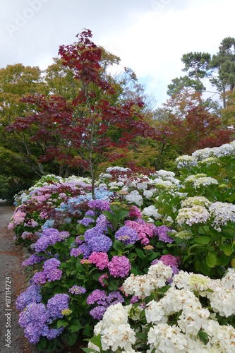 もみじの木とアジサイの花、白、ピンク、青、紫