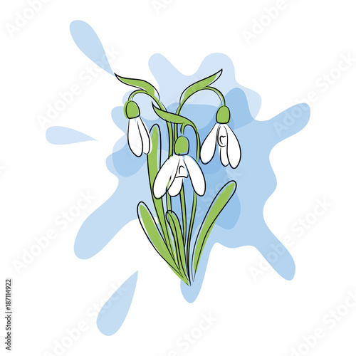 vector color snowdrop flowers card