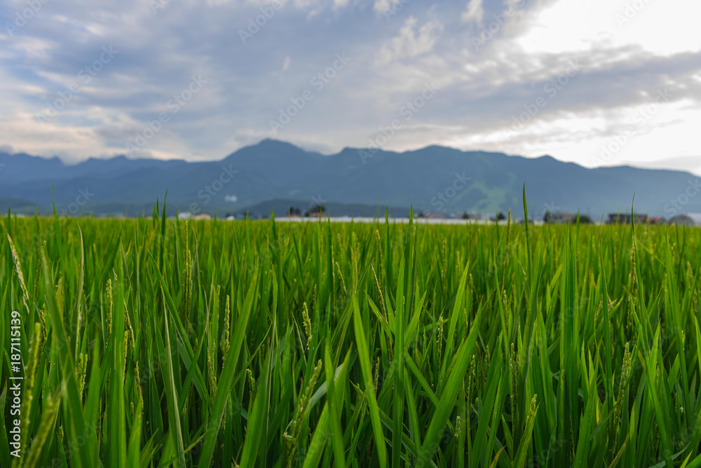 Rice field in Furano Hokkaido Japan during summer with mountain background Rice field in Furano Hokkaido Japan during summer with mountain background