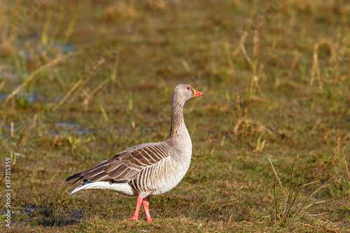 Greylag goose standing on the meadow