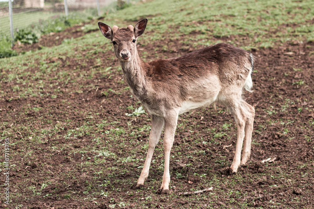 Deer Deer