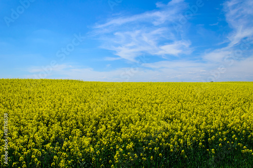Field of the blossoming canola on spring