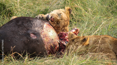 Two sub-adult young male Wild East African Lions - Scientific name: Panthera leo melanochaita - Brothers Feeding off a Freshly Killed Bloody Wildebeest Gnu photo