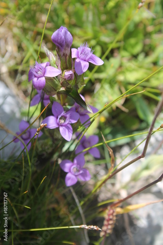 fleur de montagne