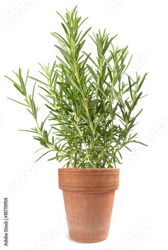 Rosemary in vase