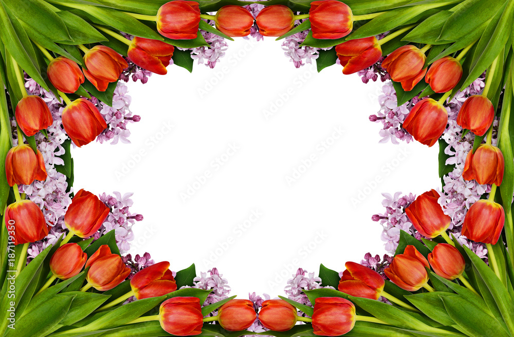 Red tulips and lilac flowers frame
