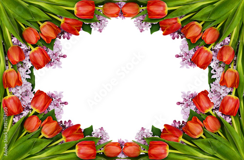 Red tulips and lilac flowers frame