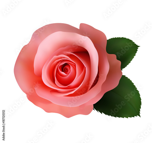 Realistic pink rose, Queen of beauty.
