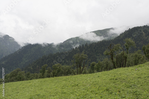 forest mountain range