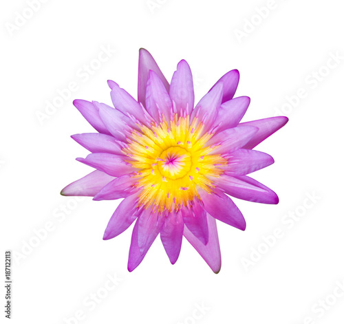 Flower purple lotus isolated on white background with clipping path.