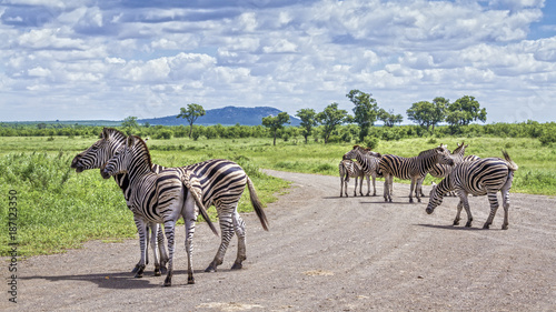 Plains zebra in Kruger National park, South Africa