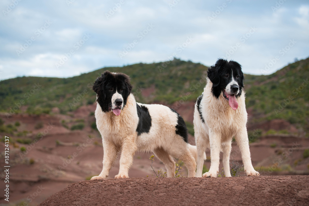 landseer dog pure breed in white studio landseer dog pure breed in white studio
