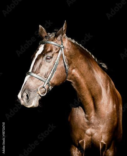 Beautiful stallion posing on a black background