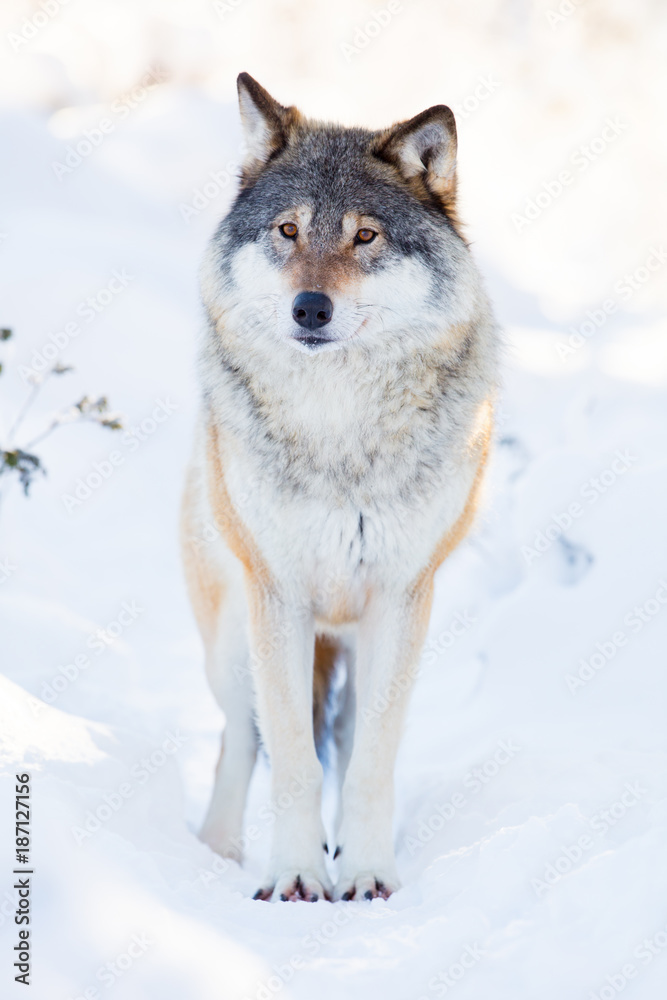 Wolf stands in beautiful winter forest