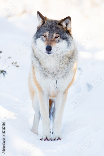 Wolf stands in beautiful winter forest © kjekol