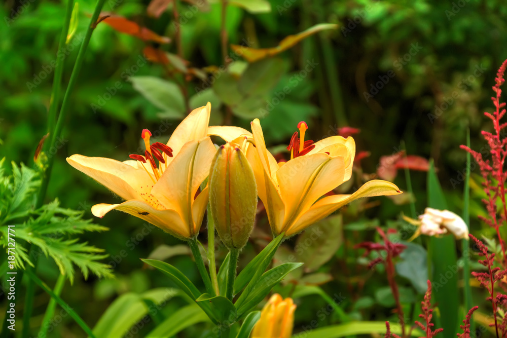 Cultivated flower. The flower of a yellow daylily growing in a summer garden.