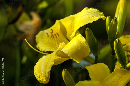 Obraz na płótnie Cultivated flower. The flower of a yellow daylily growing in a summer garden. w salonie