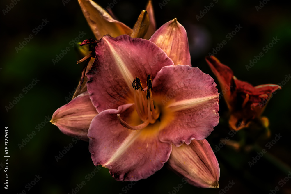 The flower of a decorative daylily growing in a summer garden.