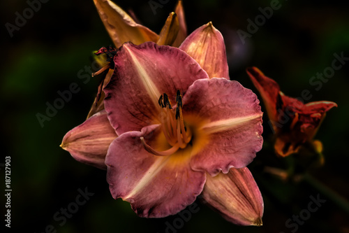 Obraz na płótnie The flower of a decorative daylily growing in a summer garden. w salonie