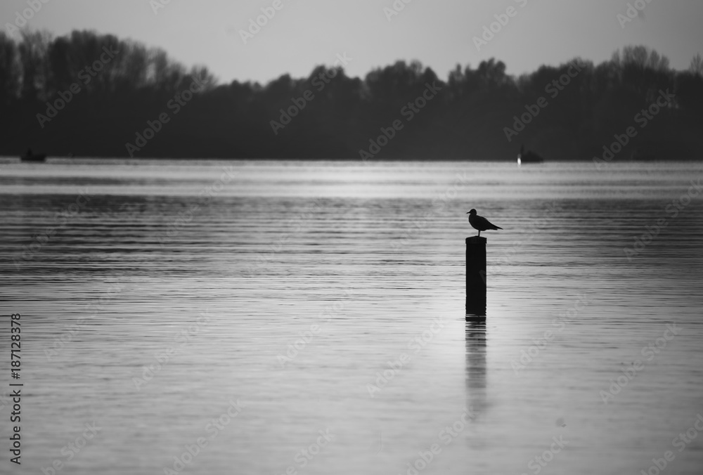 a lone seagull sitting and resting on a wooden pole in a huge lake with a forest and small boats in the background in black and white