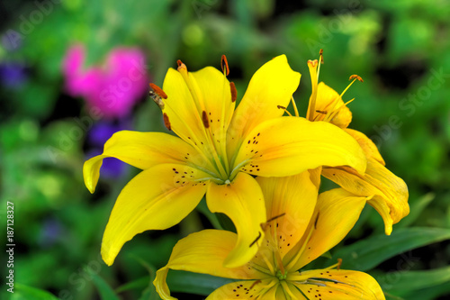 Obraz na płótnie The flower of a yellow lily growing in a summer garden. w salonie