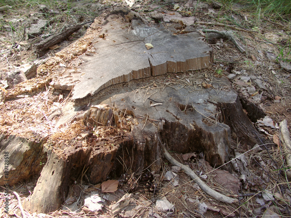 Fototapeta premium a large felled tree stump in the woods