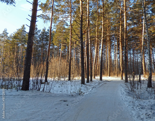White winter forest with road