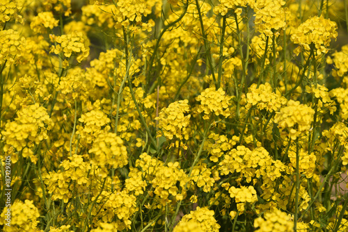 Field mustard flower