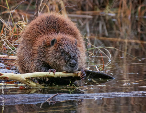 big beaver in a river outlet gnawing on a branch it chewed off of a tree along the bank and dragged over to the bank photo