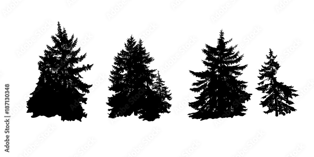 A realistic stencil of Christmas trees. Vegetable decor of the natural landscape .Vector illustration.