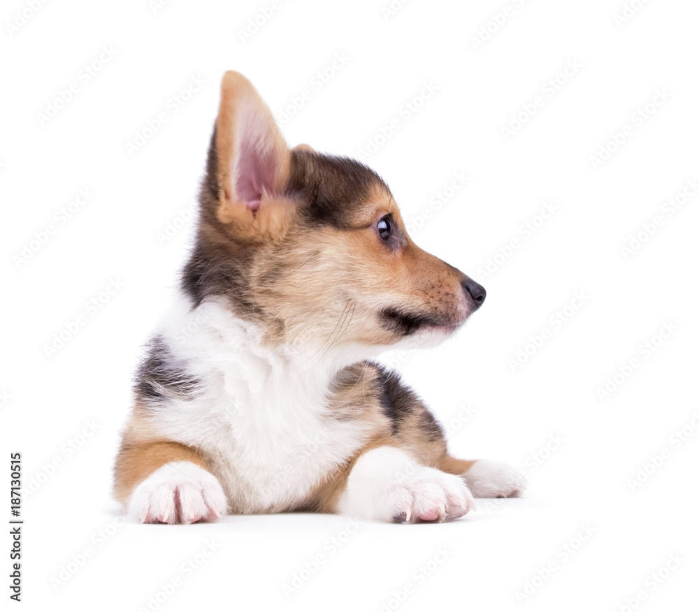 cute corgi studio shot on an isolated white background cute corgi studio shot on an isolated white background