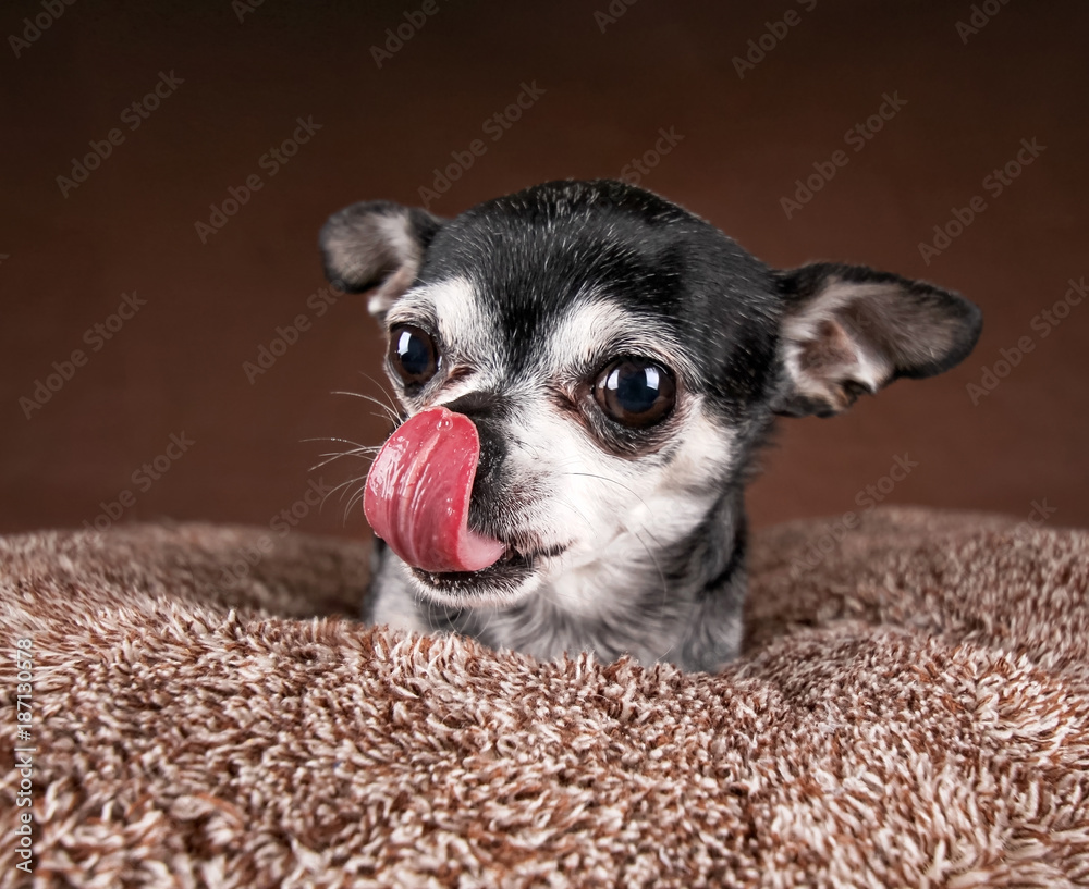 Cute apple sales head chihuahua
