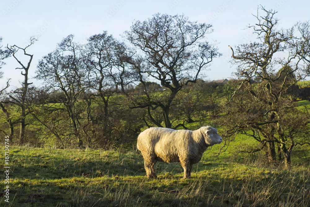 A large hornless ram standing proudly in a field in County Down in Northern Ireland A large hornless ram standing proudly in a field in County Down in Northern Ireland