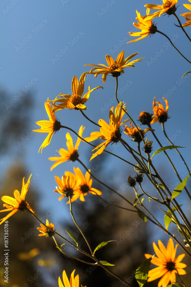 Rudbeckia fulgida. Cultivated flower. A flower of the brilliant coneflower growing in a summer garden.