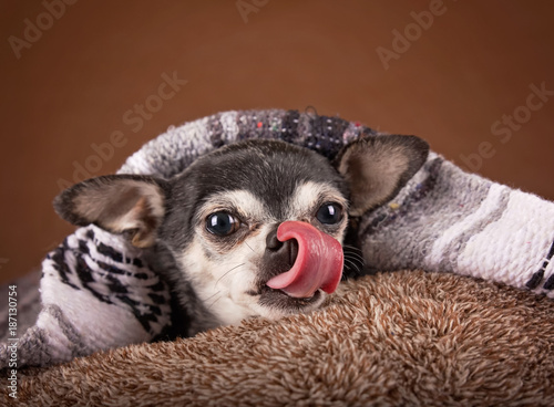 cute apple head chihuahua on a soft brown pet bed in a home environment © annette shaff