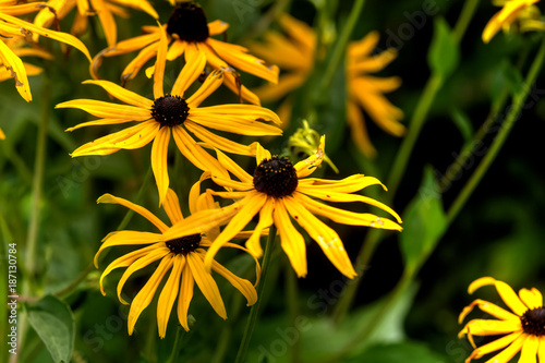 Obraz na płótnie Rudbeckia fulgida. Cultivated flower. A flower of the brilliant coneflower growing in a summer garden. w salonie