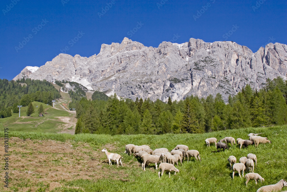 Schafherde in den Dolomiten