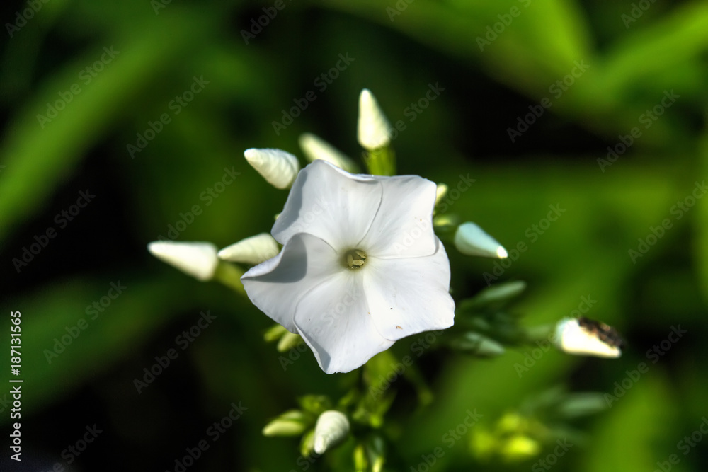 The flower of a white phlox growing in a summer garden.