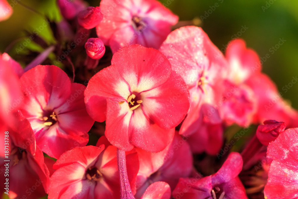 The flower of a red phlox growing in a summer garden.