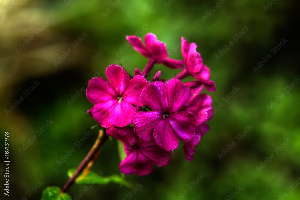 The flower of a pink phlox growing in a summer garden.