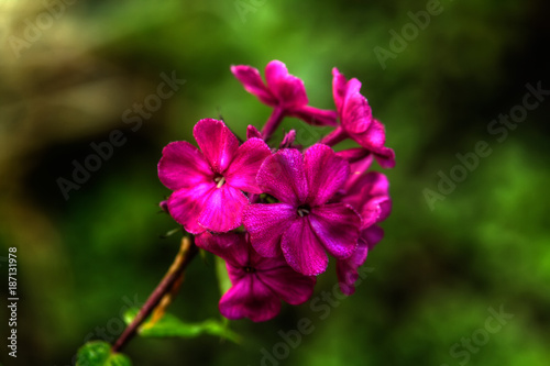Obraz na płótnie The flower of a pink phlox growing in a summer garden. w salonie