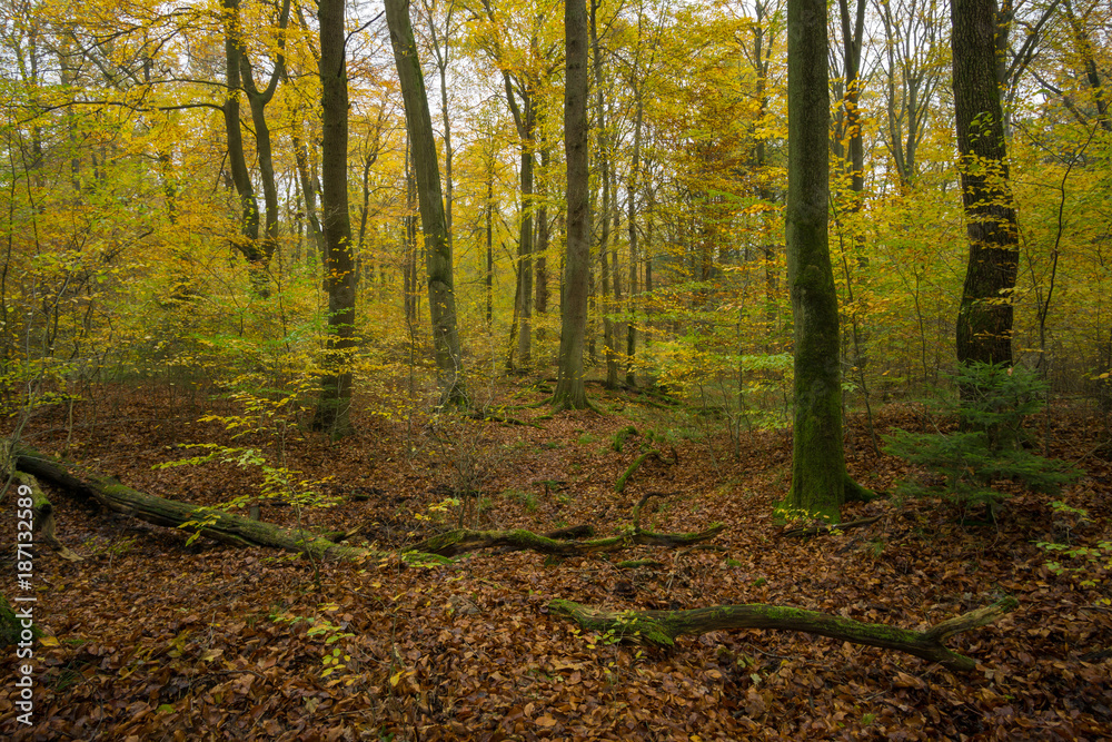 Herbstlicher Wald Herbstlicher Wald